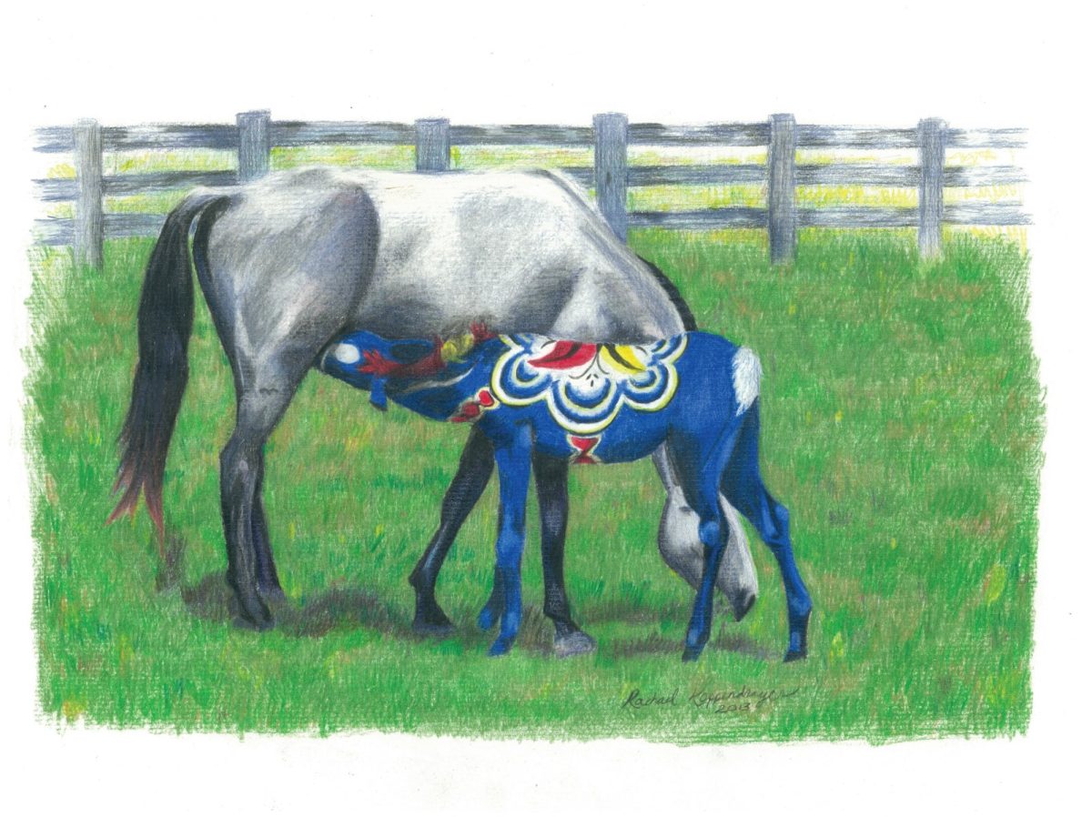 Blue dala foal nurses from a grey mare