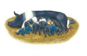 Hampshire sow feeds litter of of hungry piglets, including three dala piglets