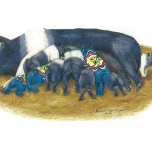 Hampshire sow feeds litter of of hungry piglets, including three dala piglets