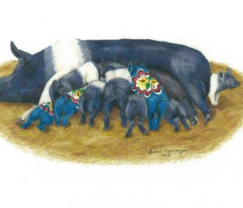 Hampshire sow feeds litter of of hungry piglets, including three dala piglets