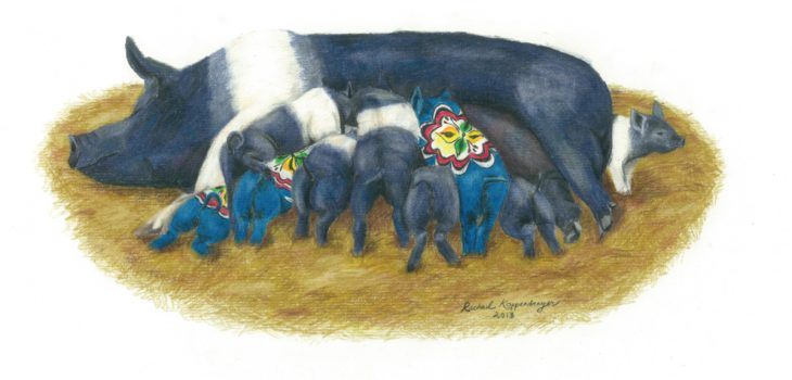 Hampshire sow feeds litter of of hungry piglets, including three dala piglets
