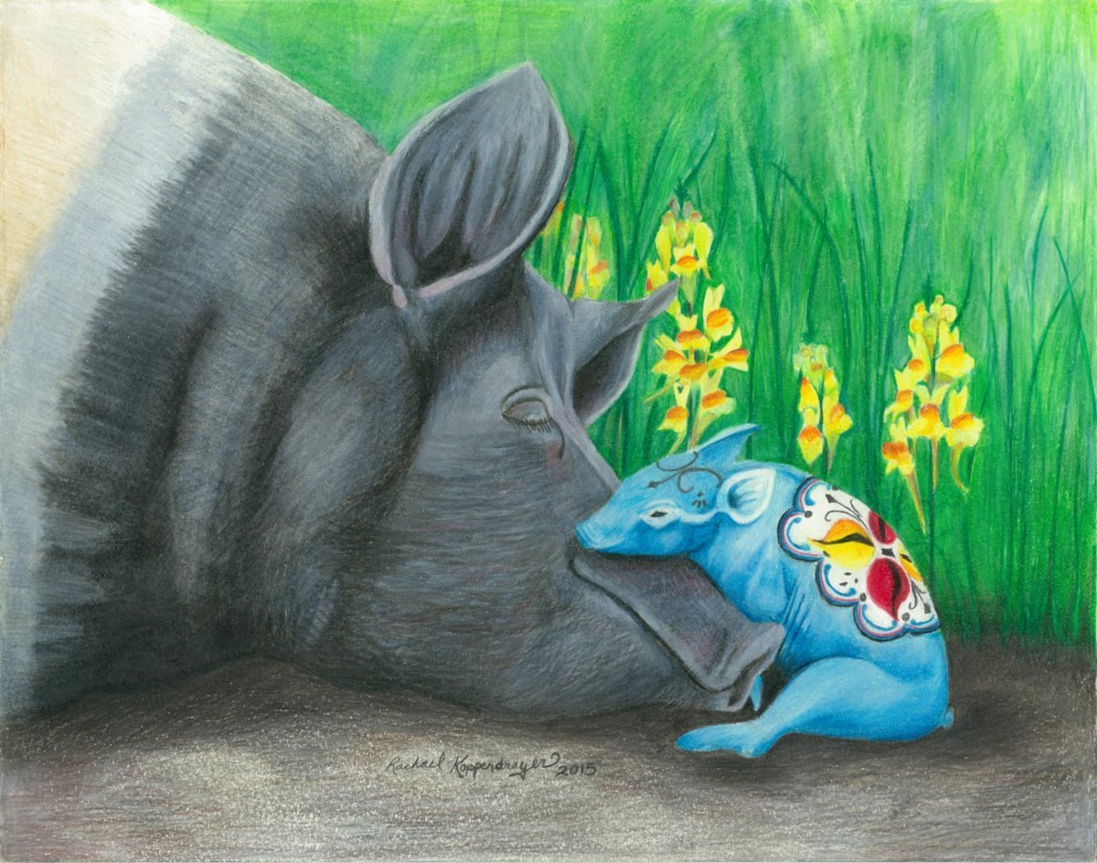 Hampshire sow sleeps with newborn dala piglet snuggled against her snout