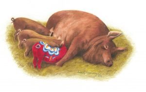 Reddish sow feeds four piglets, one of which is a red dala piglet