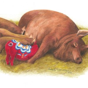 Reddish sow feeds four piglets, one of which is a red dala piglet