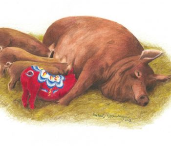 Reddish sow feeds four piglets, one of which is a red dala piglet