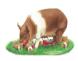 Red hampshire cross sow feeds with litter of piglets, some normal some dala piglets