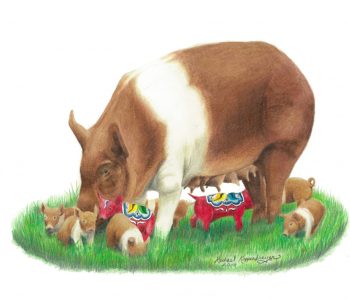 Red hampshire cross sow feeds with litter of piglets, some normal some dala piglets