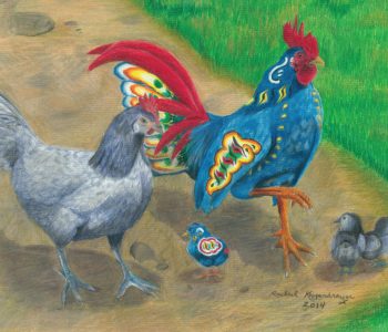 Handsome blue dala rooster struts with Andalusian hen chicken and chicks