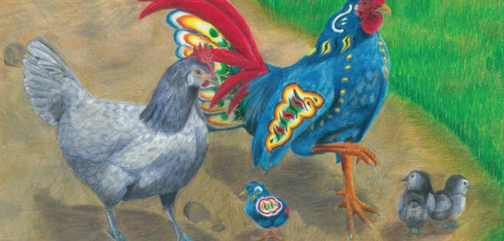 Handsome blue dala rooster struts with Andalusian hen chicken and chicks