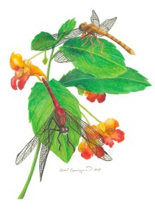 male and female meadowhawk dragonflies rest on touch-me-not flowers