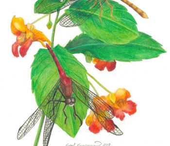 male and female meadowhawk dragonflies rest on touch-me-not flowers