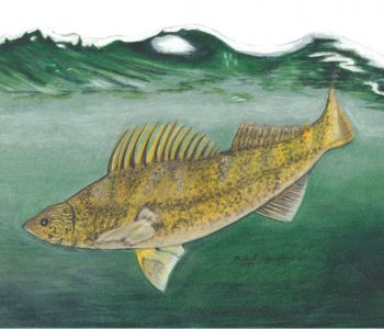 The Minnesota state fish, the Walleye, swims just under the turbulent water surface