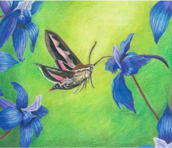 sphinx moth drinks nectar from blue delphinium flower
