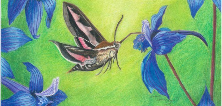sphinx moth drinks nectar from blue delphinium flower
