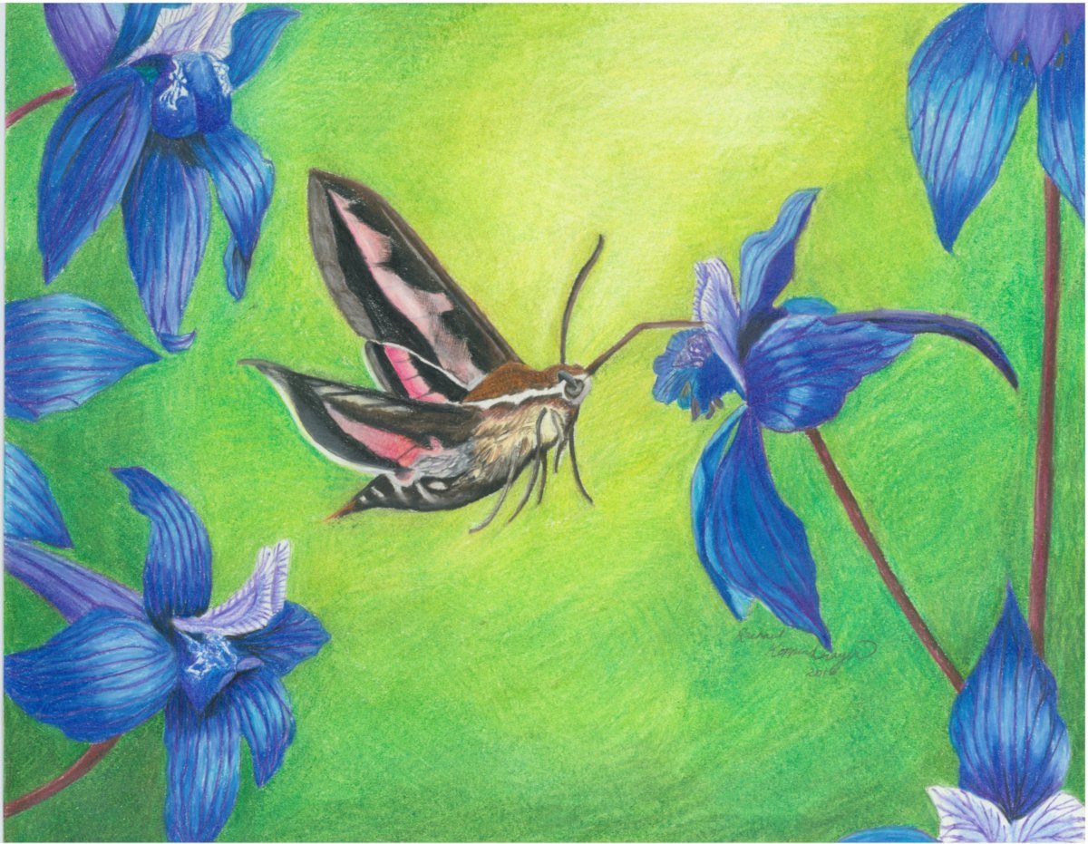 sphinx moth drinks nectar from blue delphinium flower