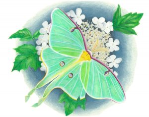 Luna moth rests on highbush cranberry flowers