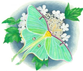 Luna moth rests on highbush cranberry flowers