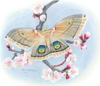 polyphemus moth with wings spread resting on branch of apricot flowers