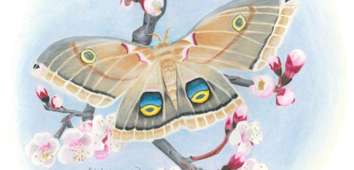polyphemus moth with wings spread resting on branch of apricot flowers