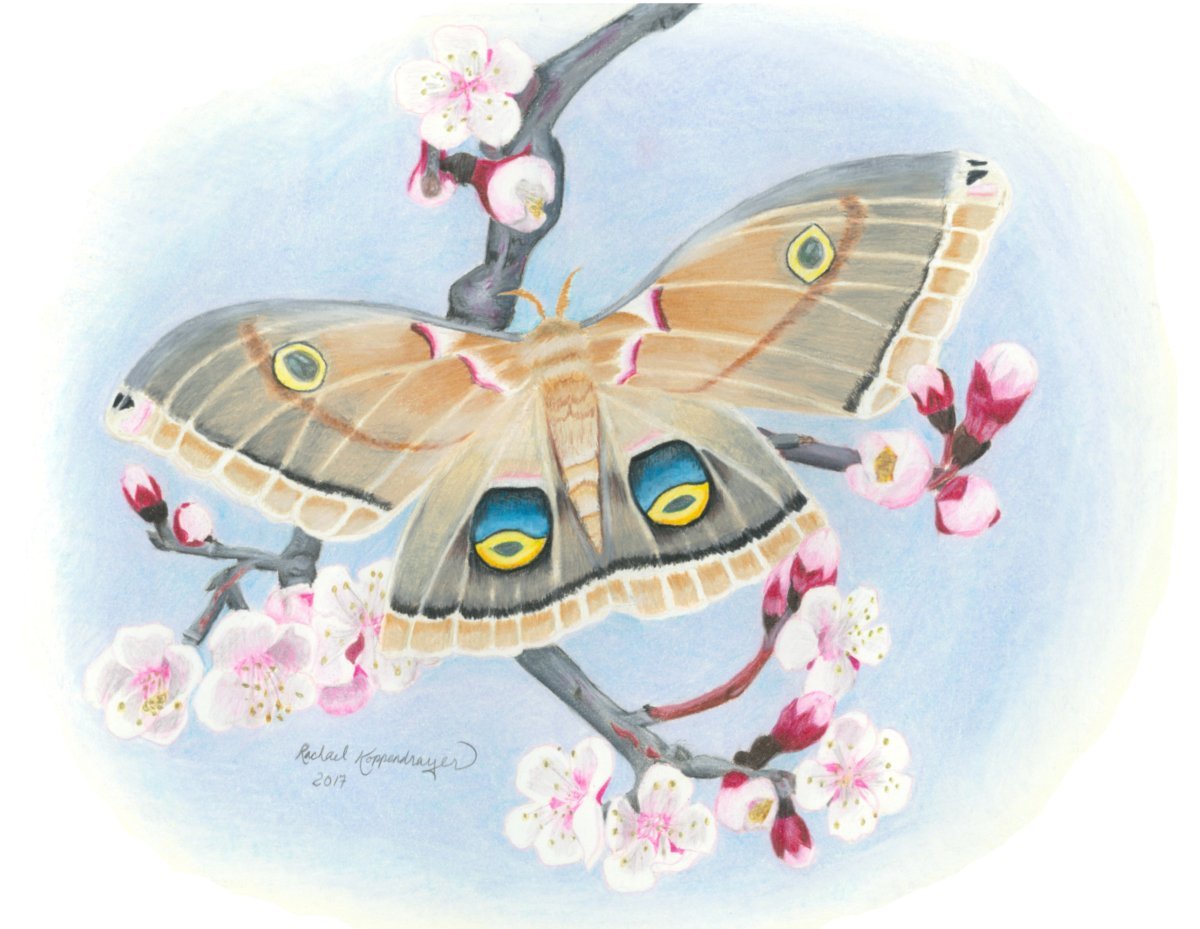 polyphemus moth with wings spread resting on branch of apricot flowers