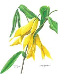 merry bells flowers