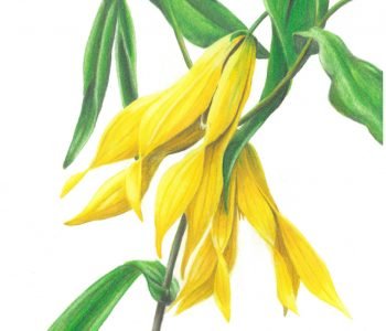 merry bells flowers