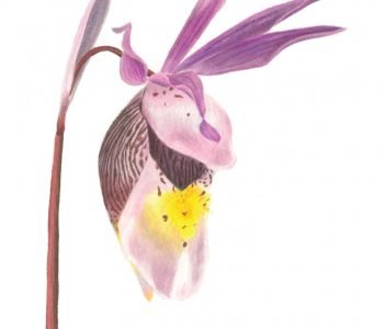 Calypso bulbosa flower