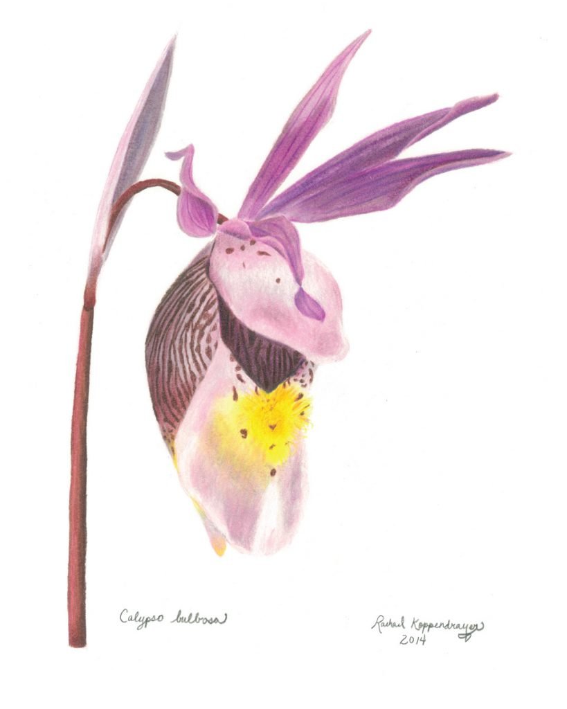 Fairy Slipper