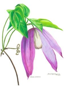wild clematis flowers