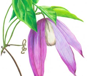 wild clematis flowers