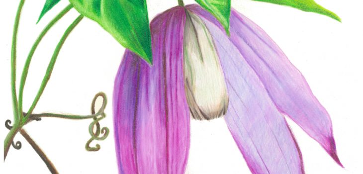 wild clematis flowers