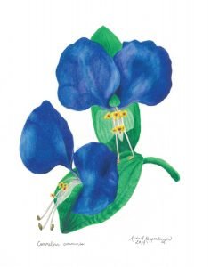 colored pencil drawing of asiatic dayflowers