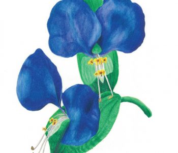 colored pencil drawing of asiatic dayflowers