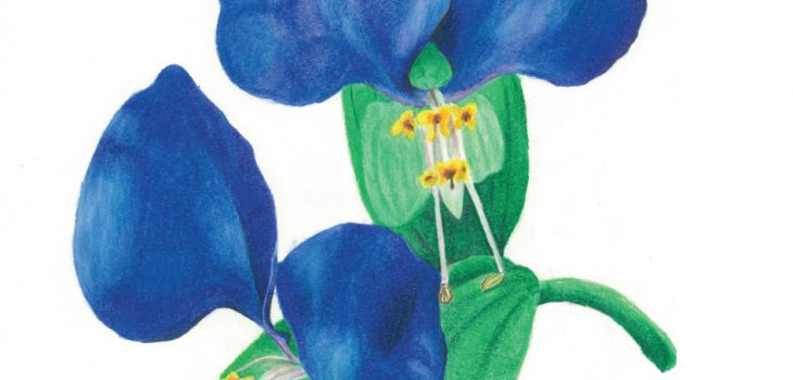 colored pencil drawing of asiatic dayflowers