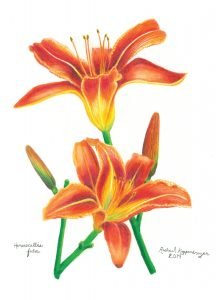 orange daylily flowers