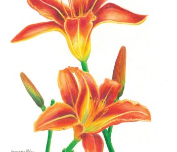orange daylily flowers