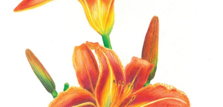 orange daylily flowers