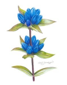 blue closed gentian flowers