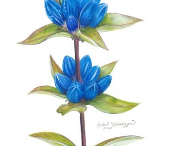 blue closed gentian flowers