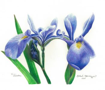 wild blue flag flowers