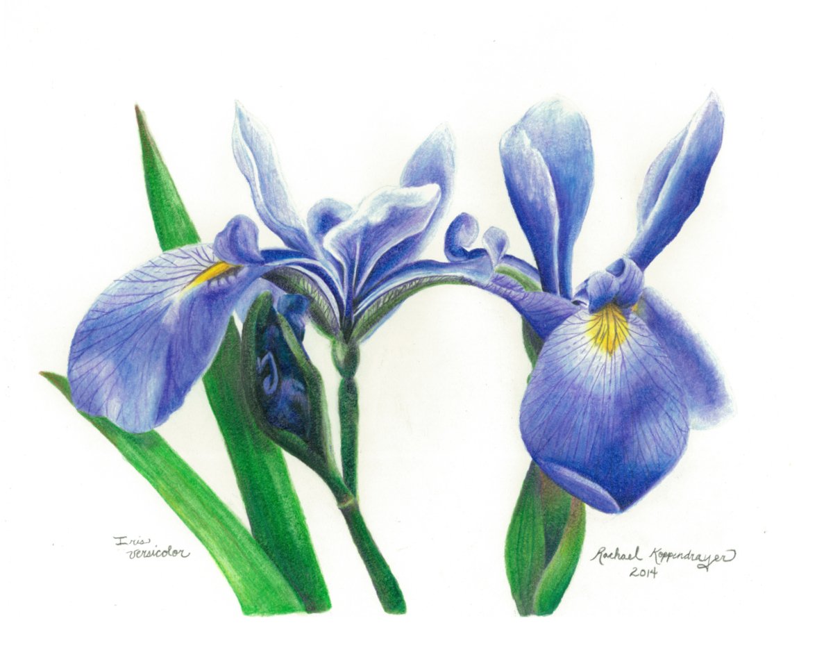 wild blue flag flowers