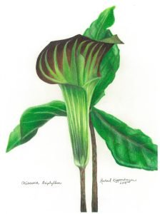 jack in the pulpit flower