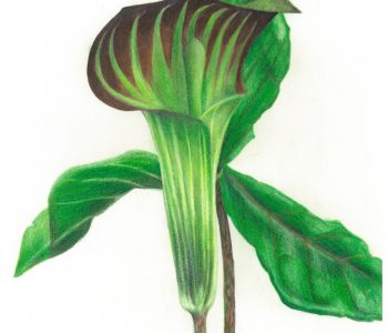jack in the pulpit flower