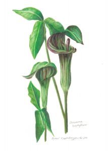two jack in the pulpit flowers