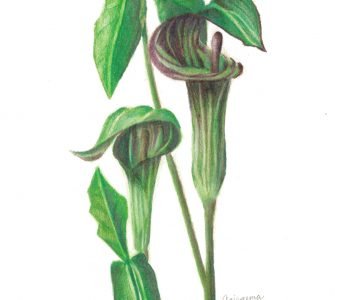 two jack in the pulpit flowers
