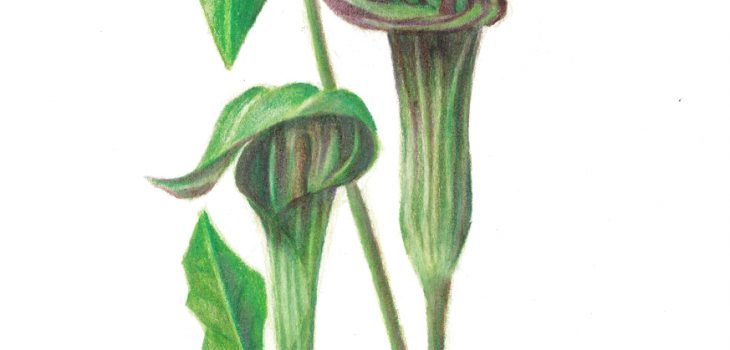 two jack in the pulpit flowers
