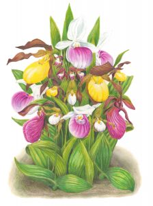 showy, yellow, small white, ram's head, small yellow, and stemless lady's slipper flowers in a giant bouquet