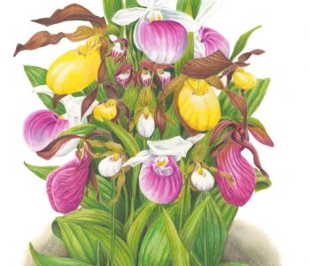 showy, yellow, small white, ram's head, small yellow, and stemless lady's slipper flowers in a giant bouquet