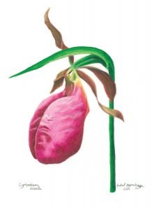 pink aka stemless lady's slipper flower