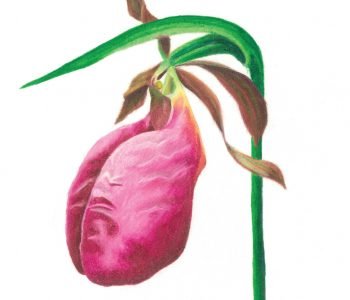 pink aka stemless lady's slipper flower